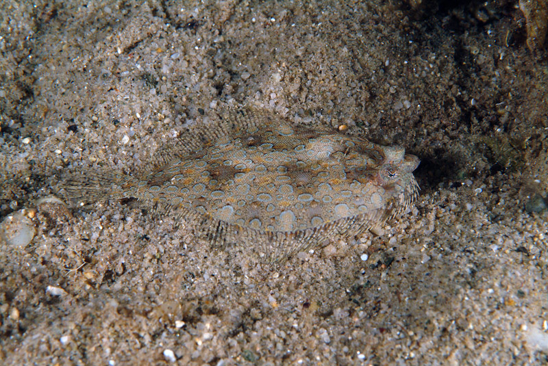 Pesce da determinare (Arnoglossus sp.)